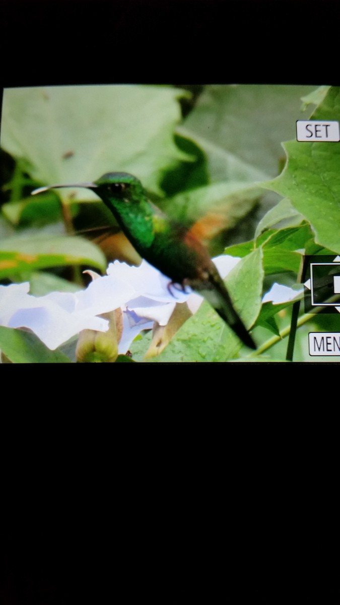 Stripe-tailed Hummingbird - ML40610731