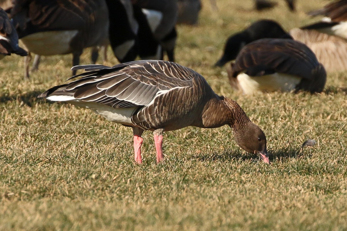 Pink-footed Goose - Jeffrey Offermann
