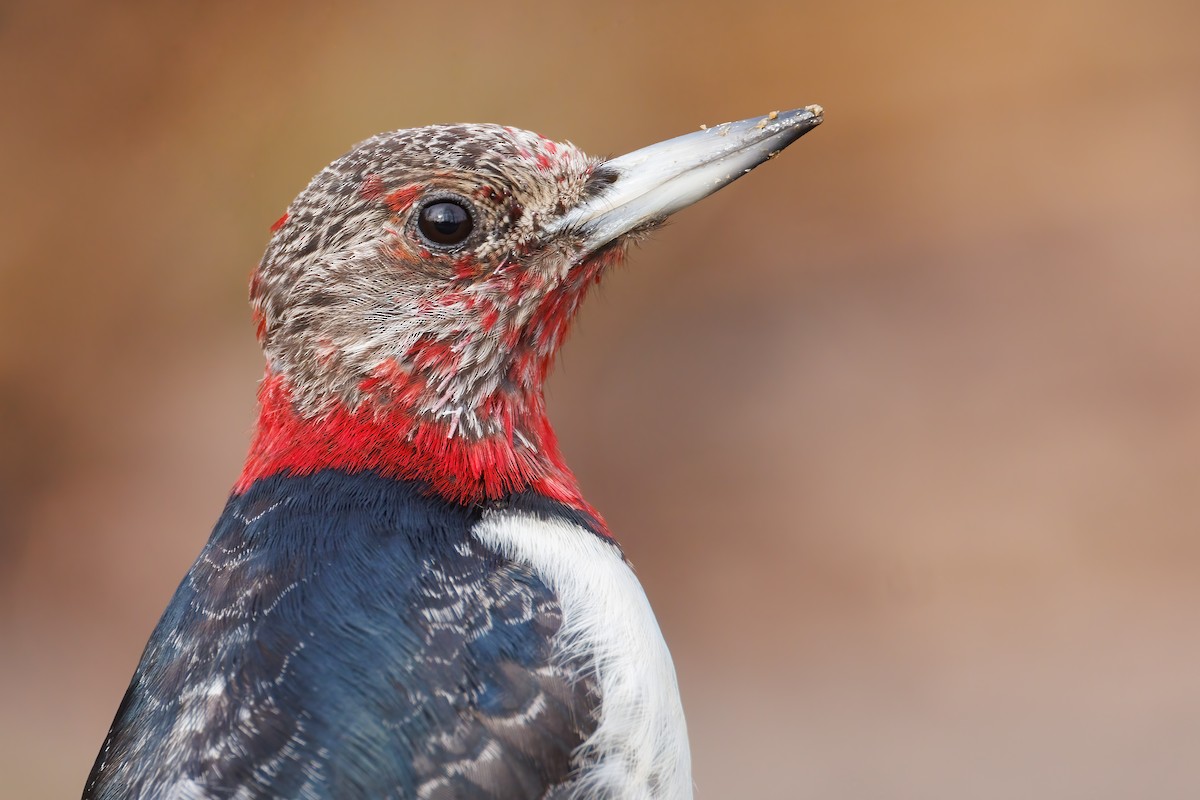 Red-headed Woodpecker - ML406116771