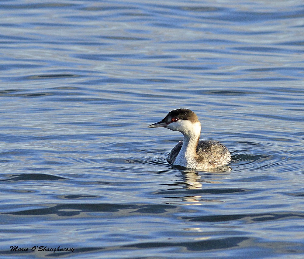 Horned Grebe - Marie O'Shaughnessy