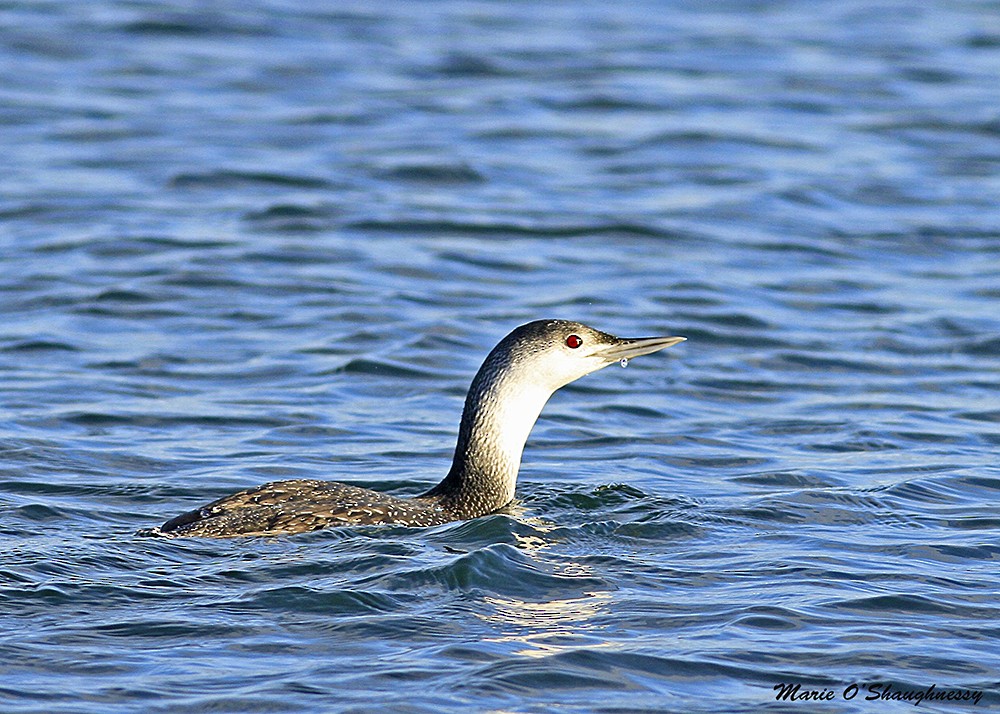 Red-throated Loon - Marie O'Shaughnessy