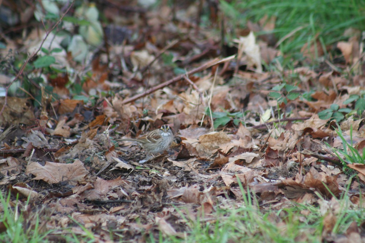 White-throated Sparrow - Carl Hughes