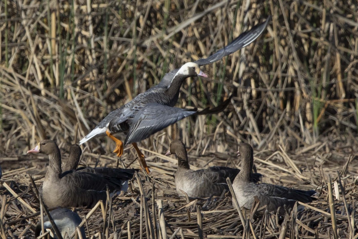 Emperor x Greater White-fronted Goose (hybrid) - Mike Peters