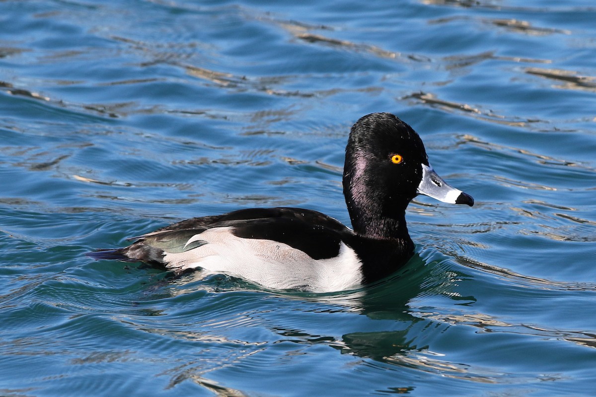 Ring-necked Duck - Don Brode