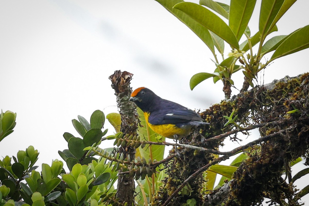 Tawny-capped Euphonia - Gretchen Locy