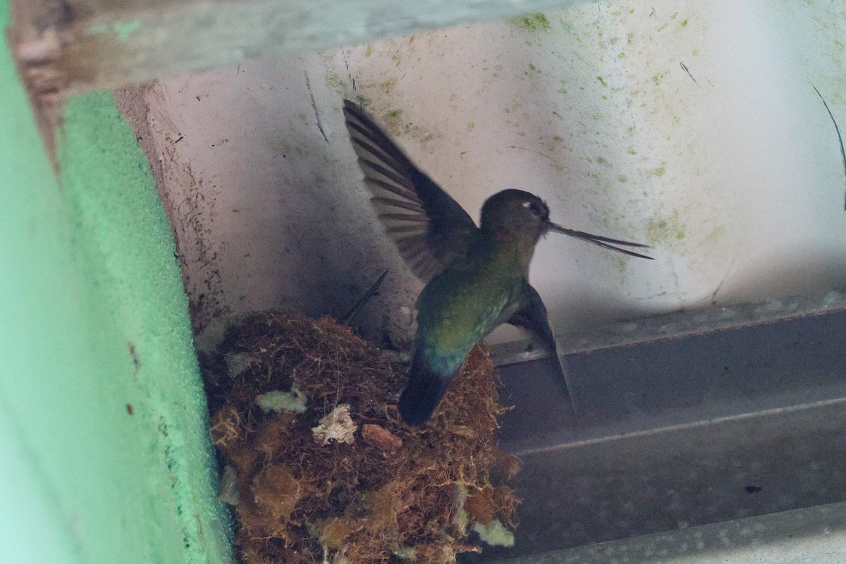 kolibřík zelenočelý - ML406125981