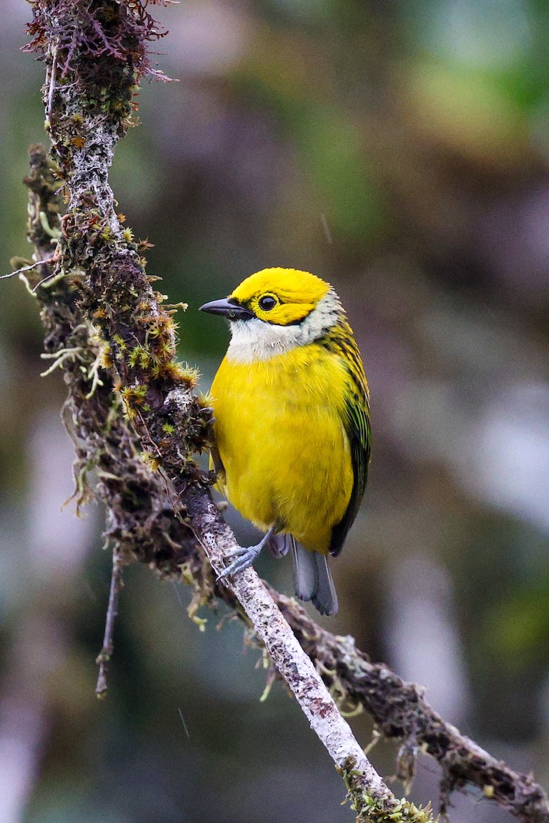 Silver-throated Tanager - ML406126021