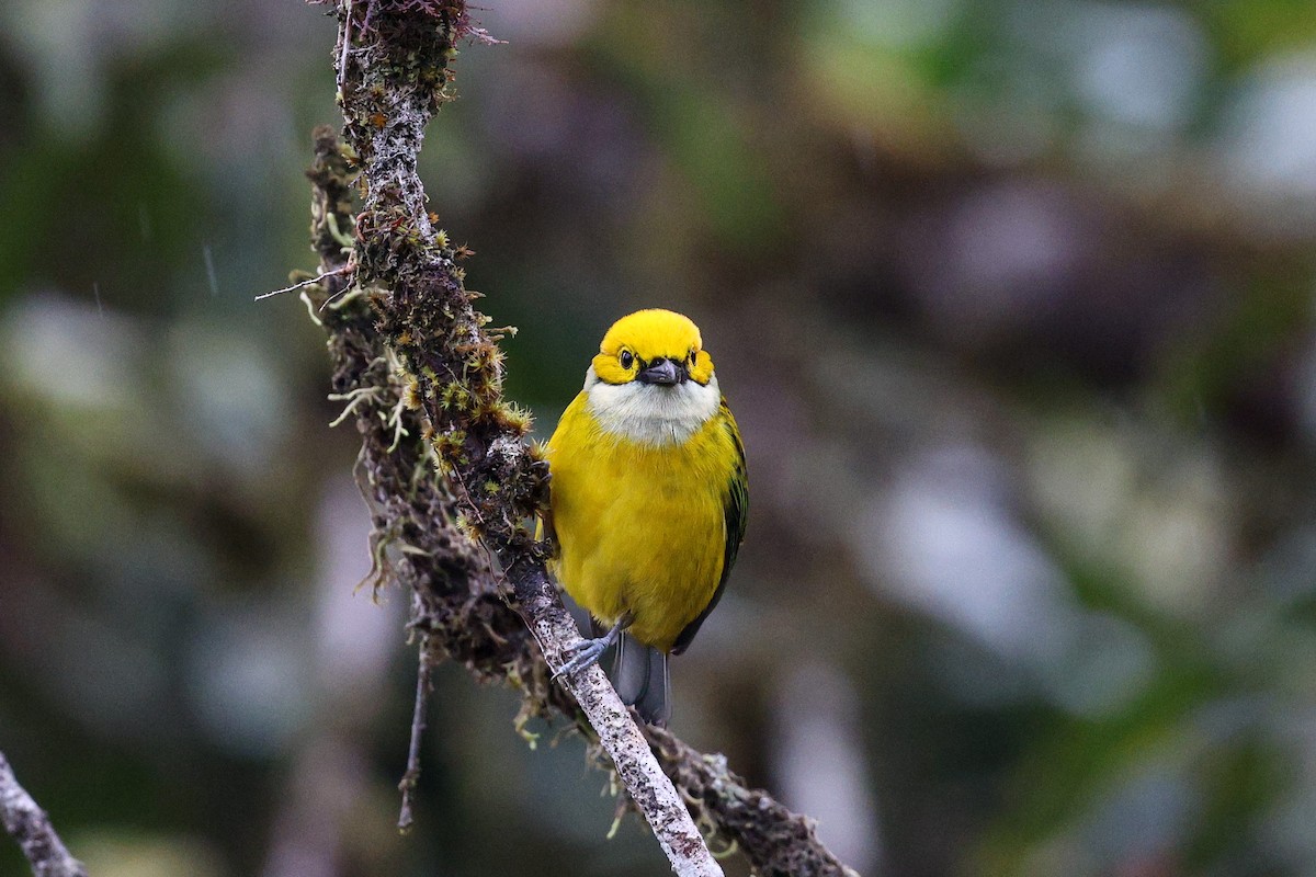 Silver-throated Tanager - Gretchen Locy