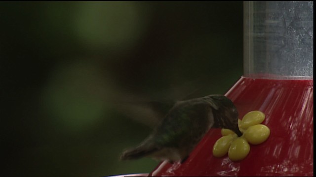 Calliope Hummingbird - ML406127