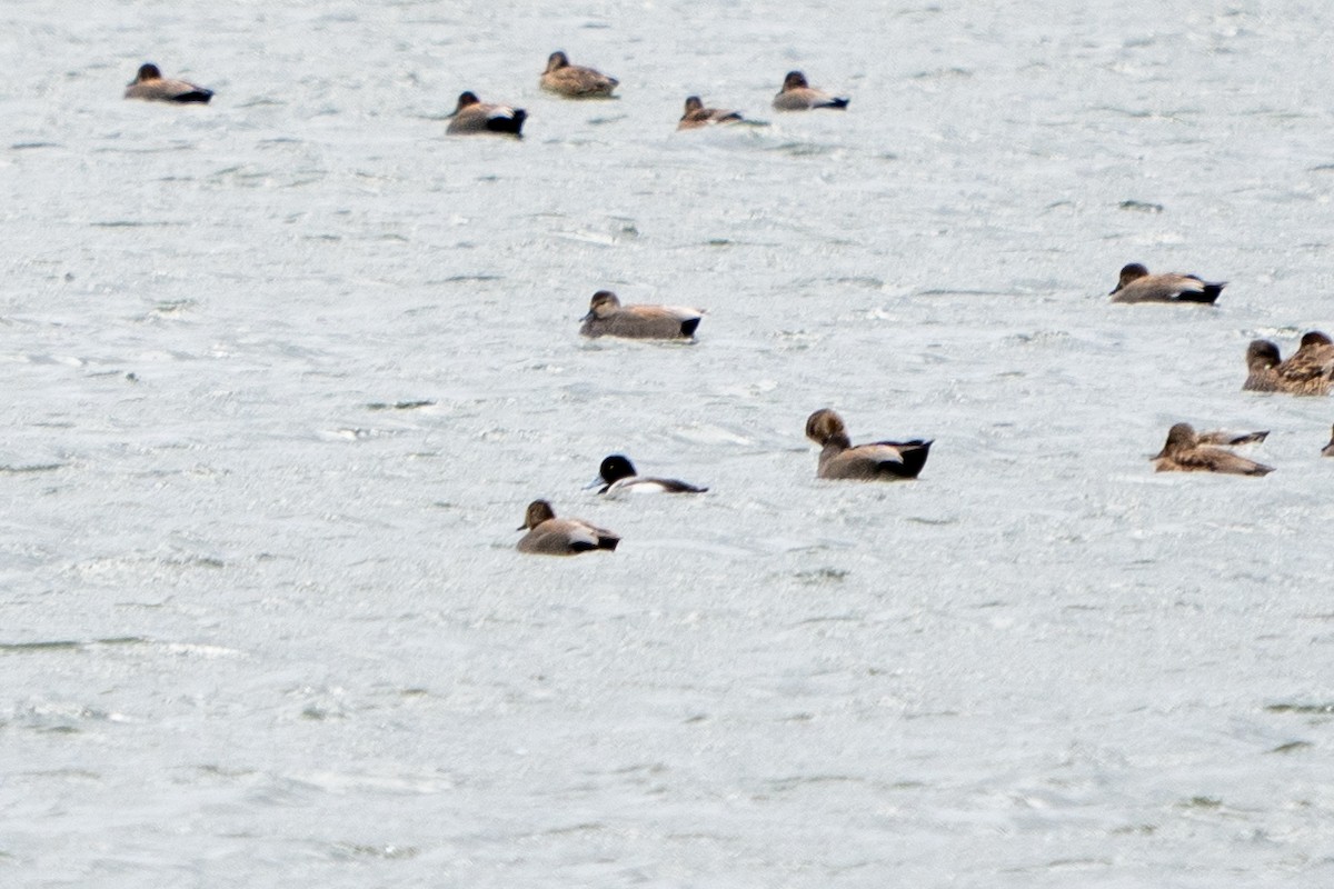Greater Scaup - ML406127171