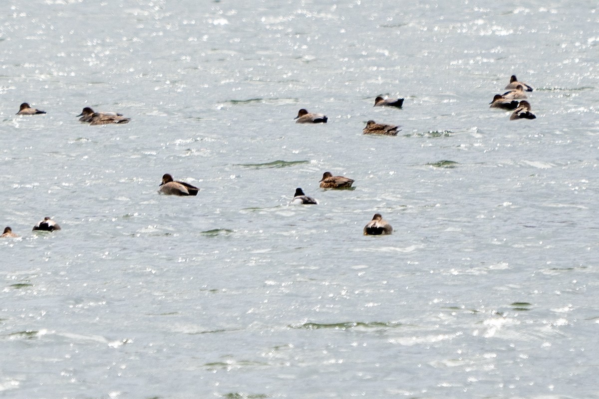 Greater Scaup - ML406127211