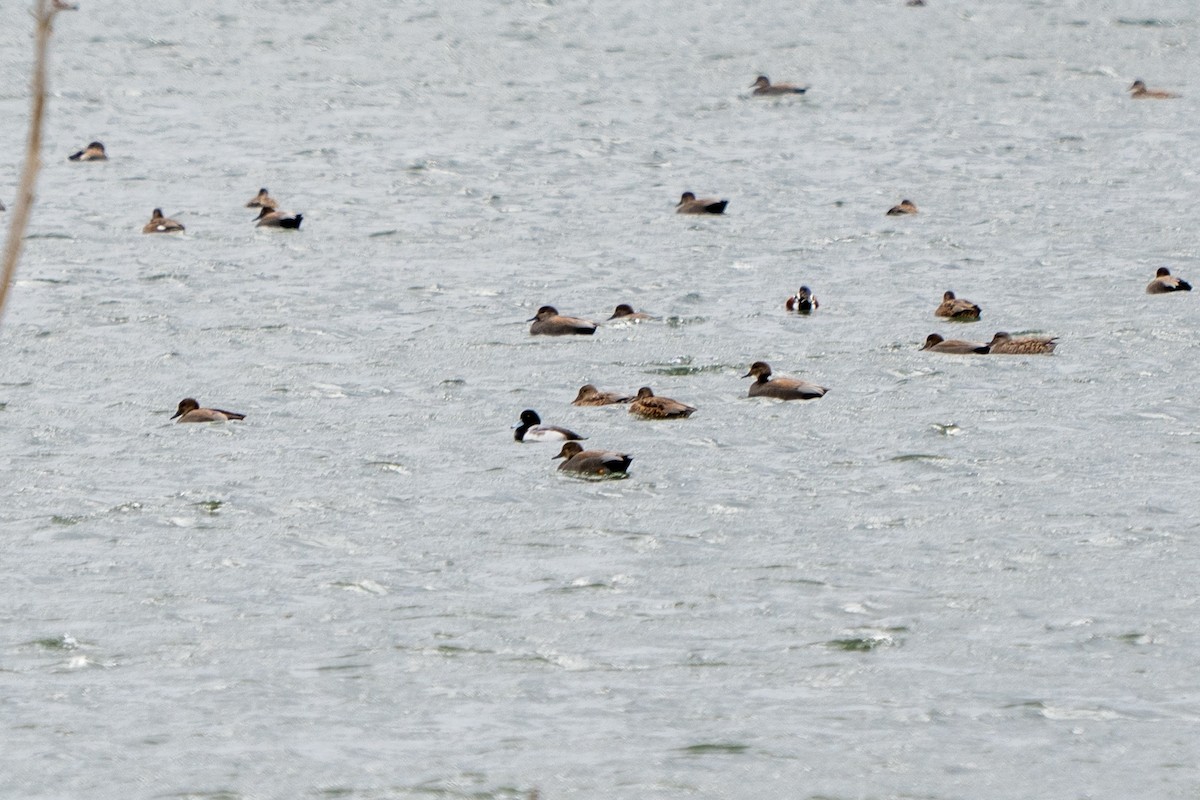 Greater Scaup - ML406127241