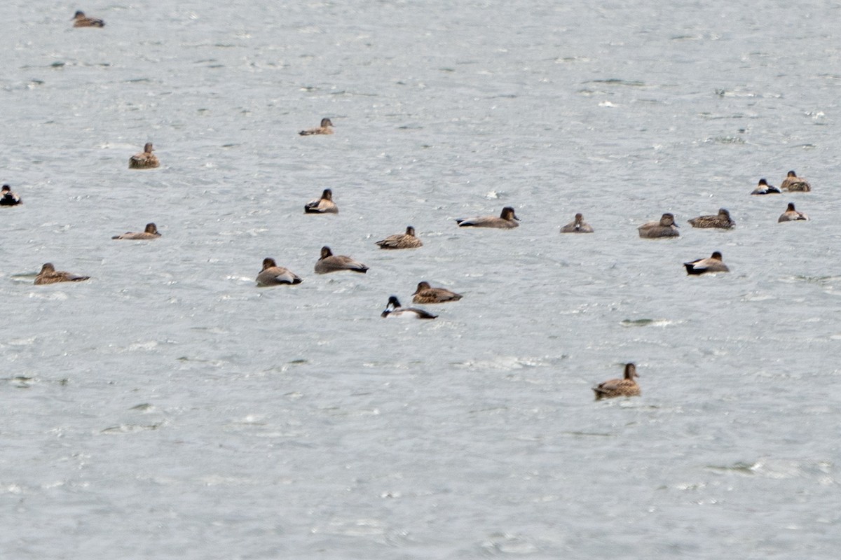 Greater Scaup - ML406127261