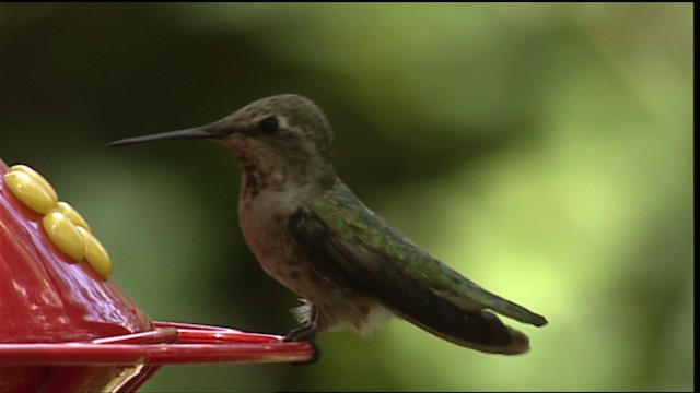 Black-chinned Hummingbird - ML406128