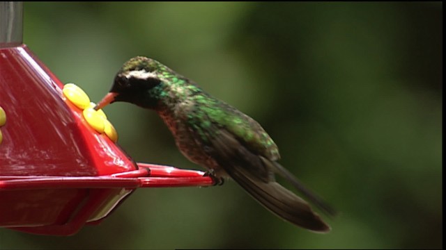 White-eared Hummingbird - eBird