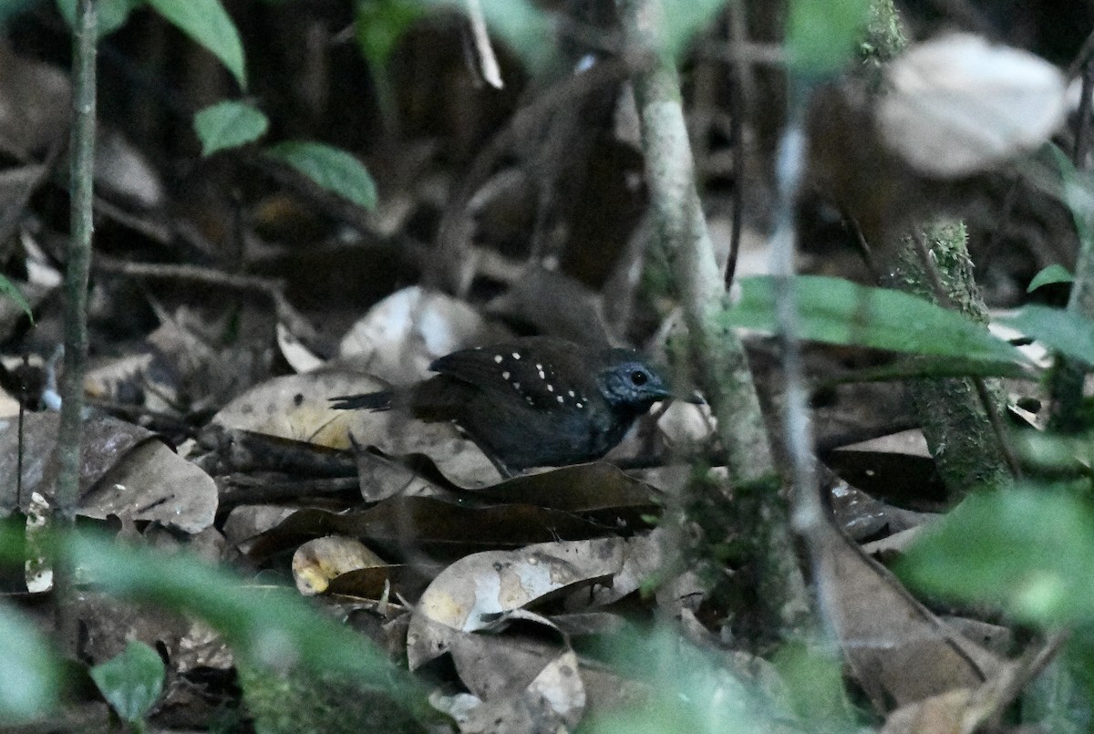 Gray-bellied Antbird - ML406131271