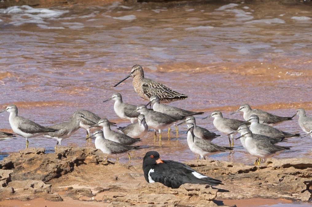 Asian Dowitcher - ML406132771