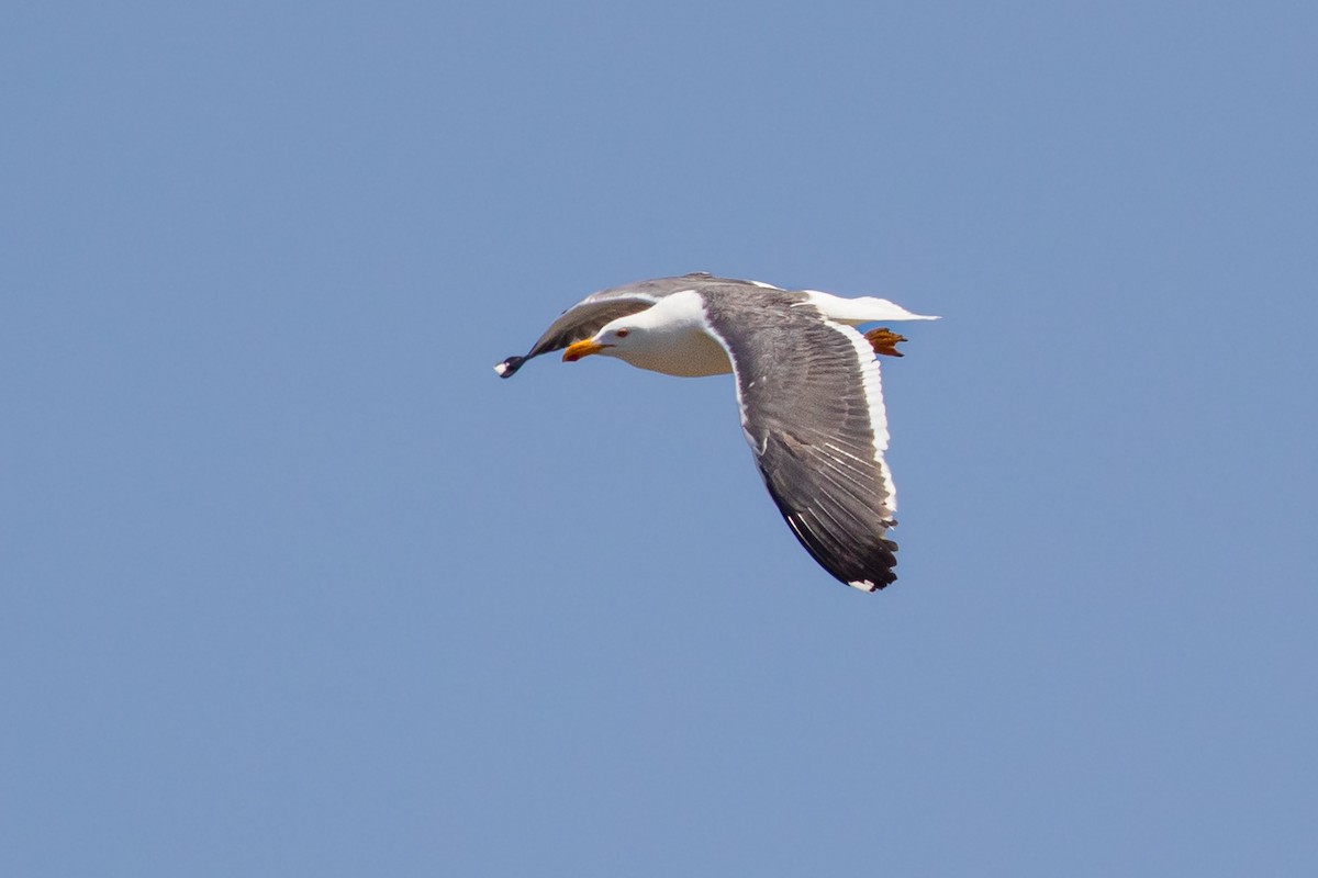 Yellow-footed Gull - ML406139621