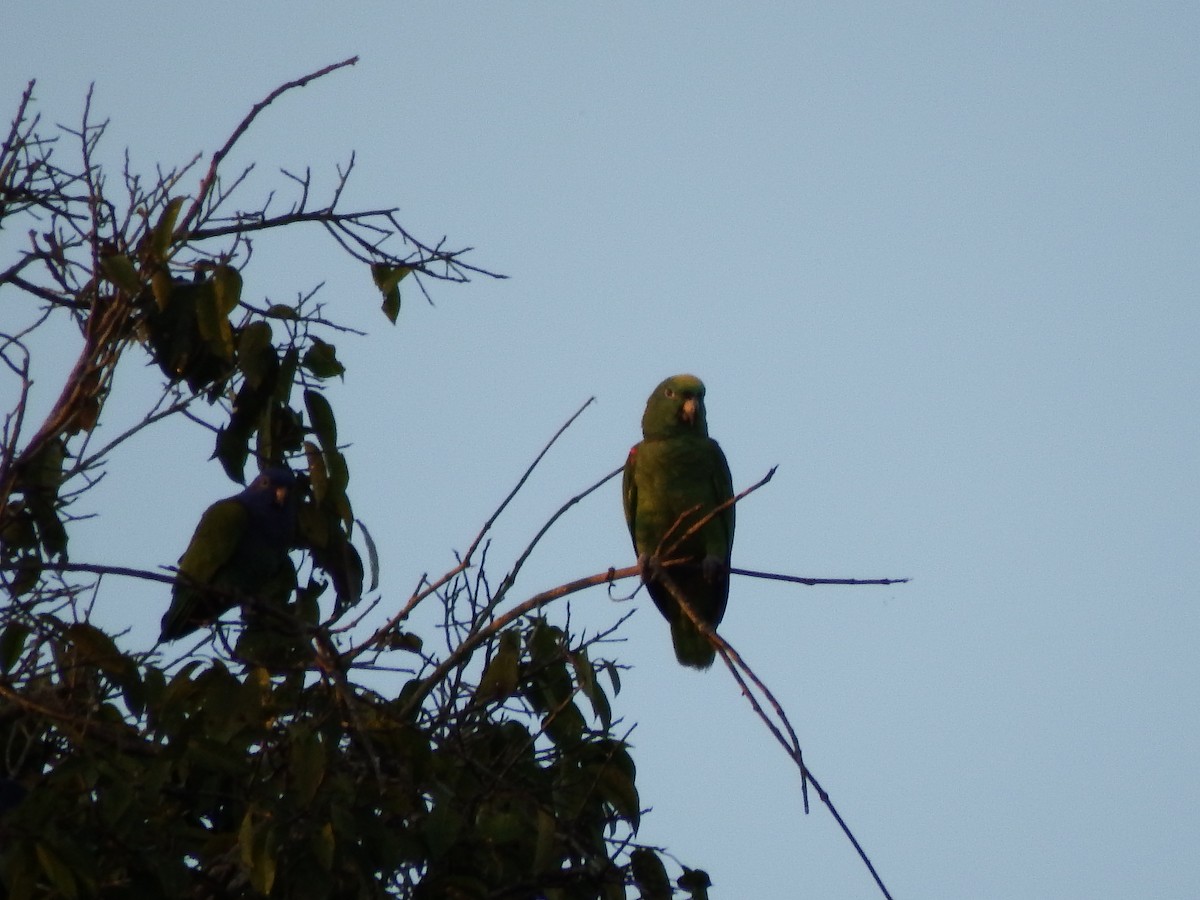 Yellow-crowned Parrot - ML406143031