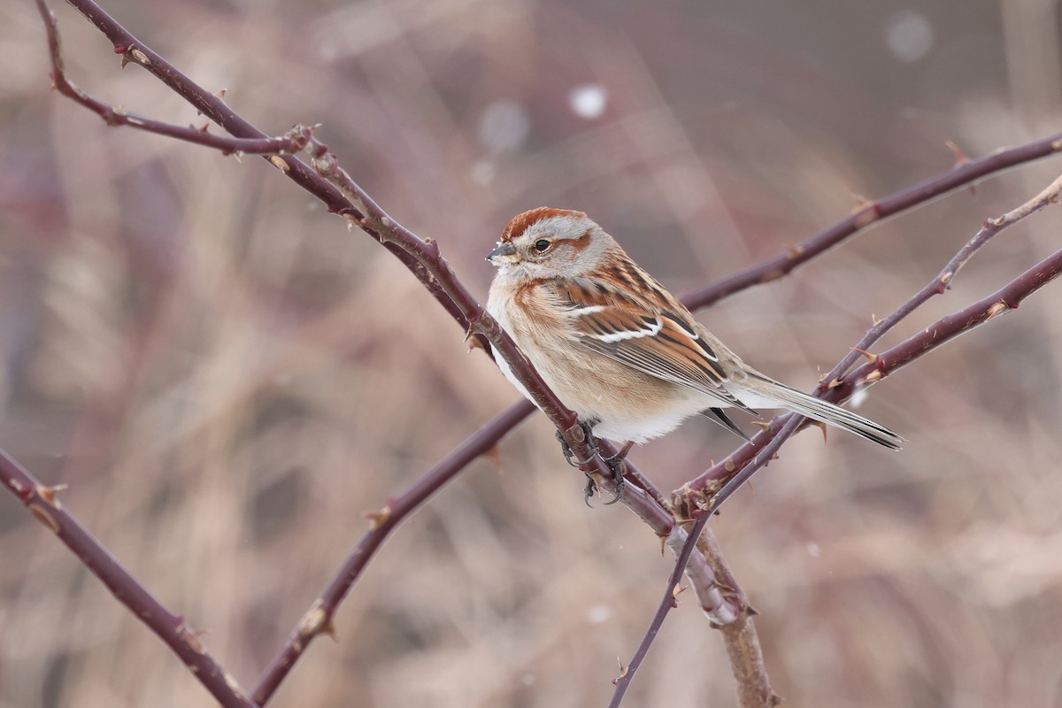 American Tree Sparrow - ML406143591