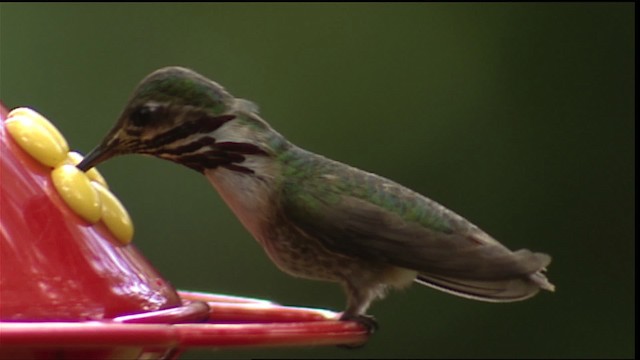 Calliope Hummingbird - ML406151