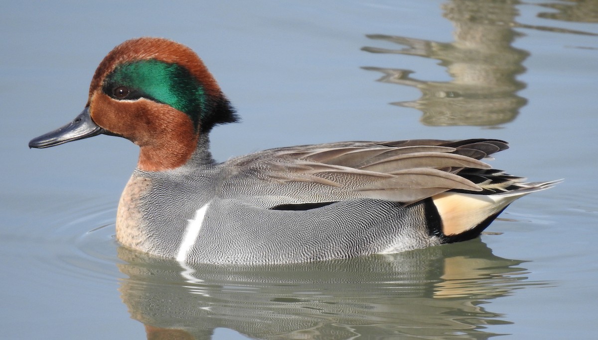 Green-winged Teal - ML406153931