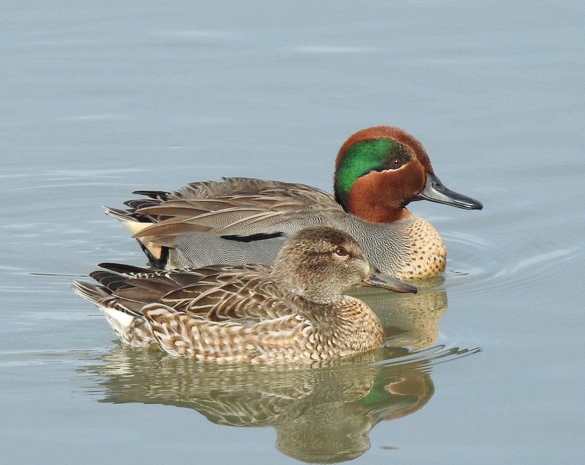 Green-winged Teal - ML406153981