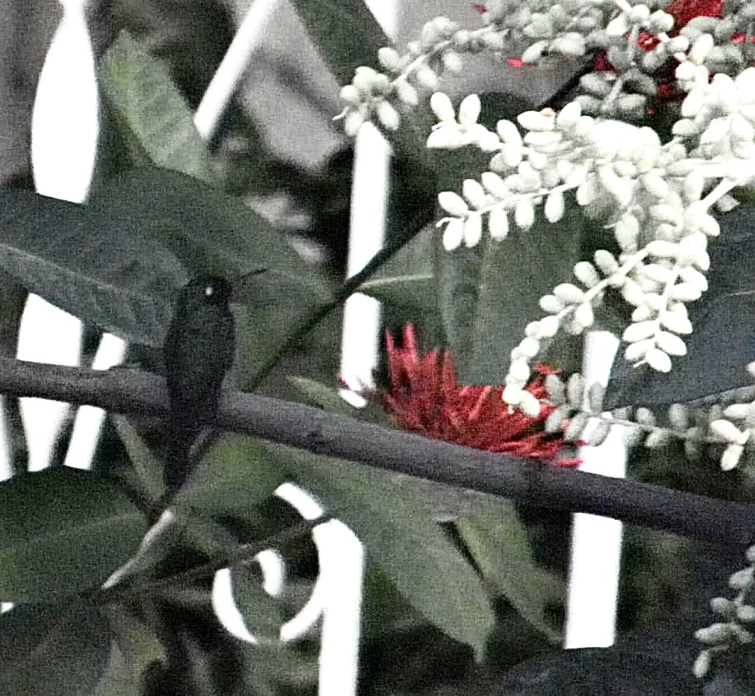 kolibřík kubánský - ML406154871