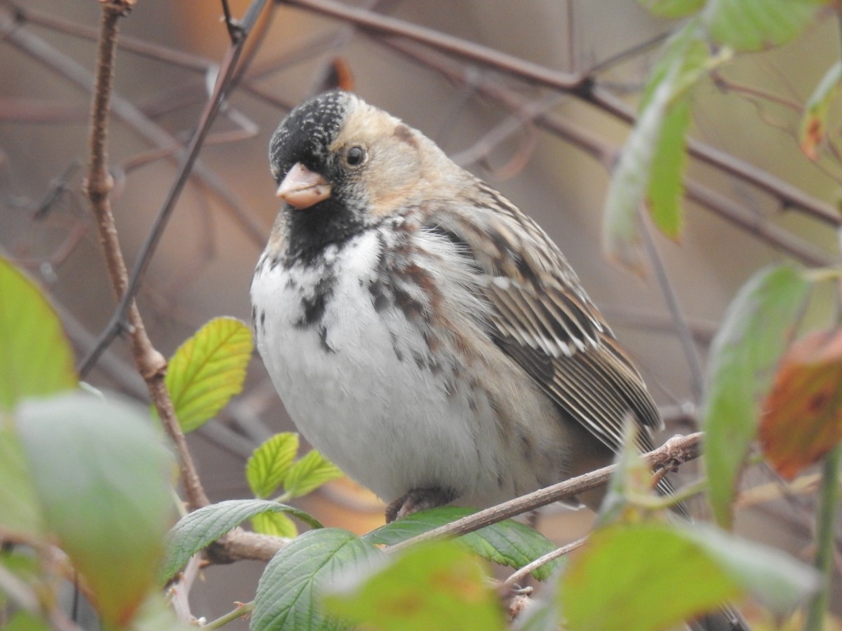 Harris's Sparrow - ML406154941