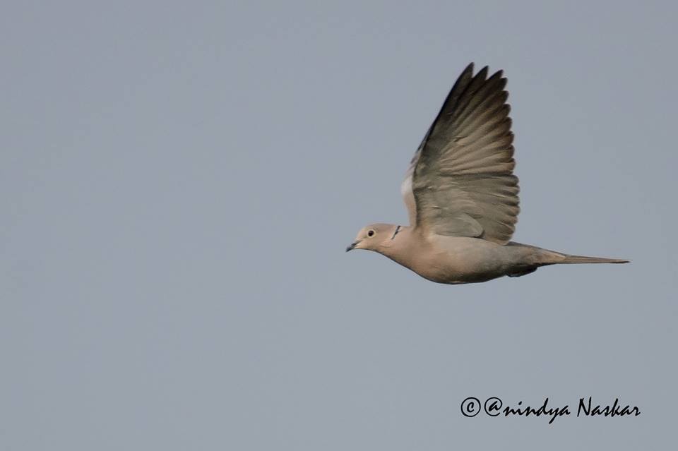 Eurasian Collared-Dove - Biswanath Mondal