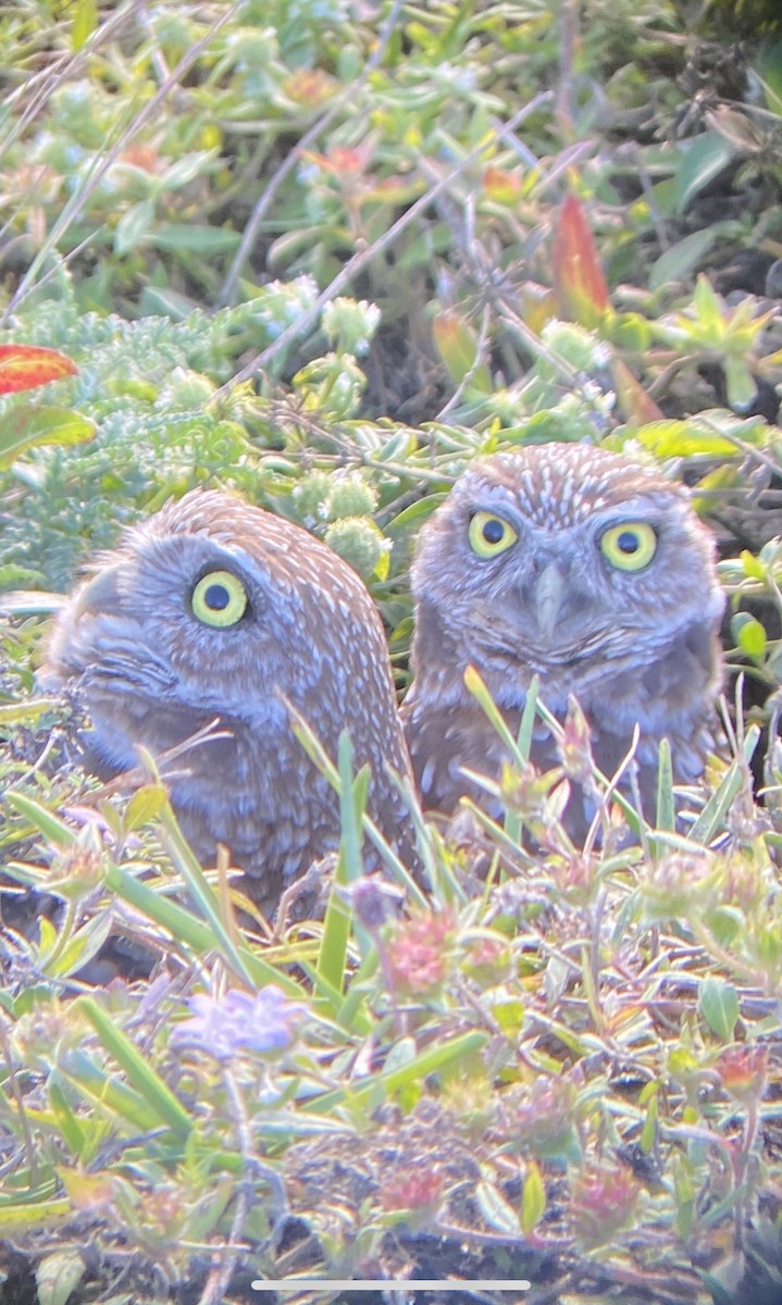 Burrowing Owl (Florida) - ML406163381