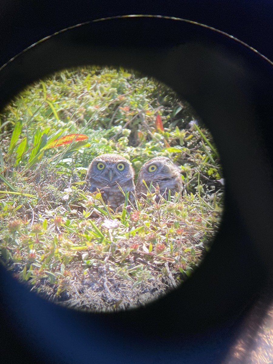 Burrowing Owl (Florida) - ML406163451