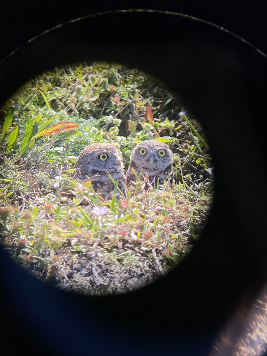 Burrowing Owl (Florida) - ML406163931