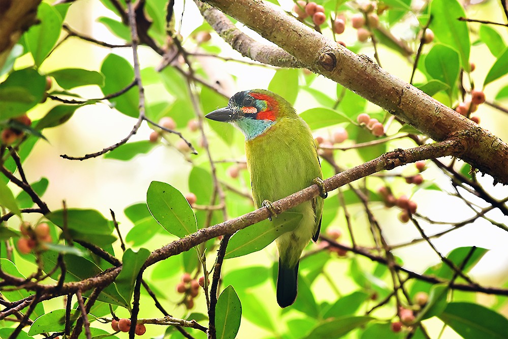 Blue-eared Barbet - Piyapong Chotipuntu