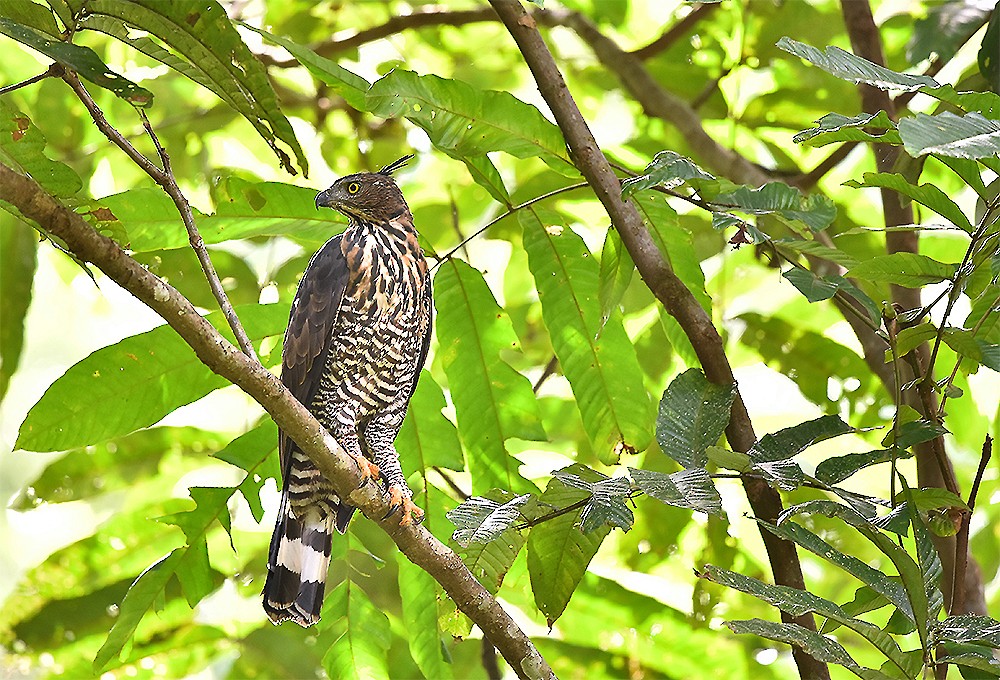 Wallace's Hawk-Eagle - Piyapong Chotipuntu