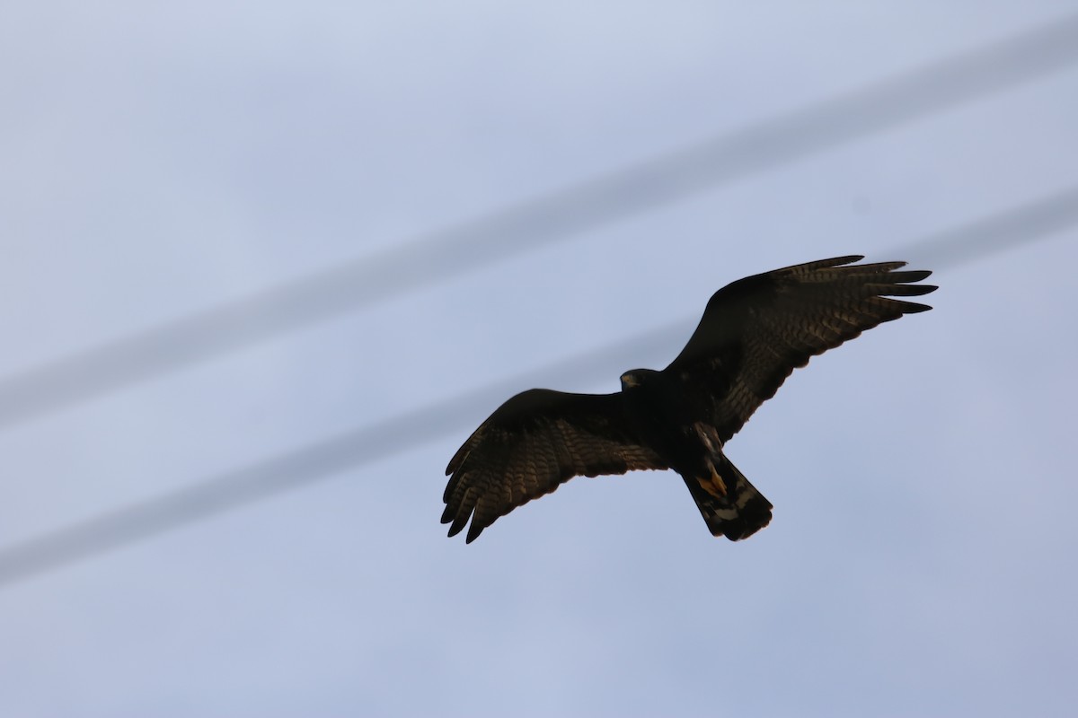 Zone-tailed Hawk - Johannes Hogrefe
