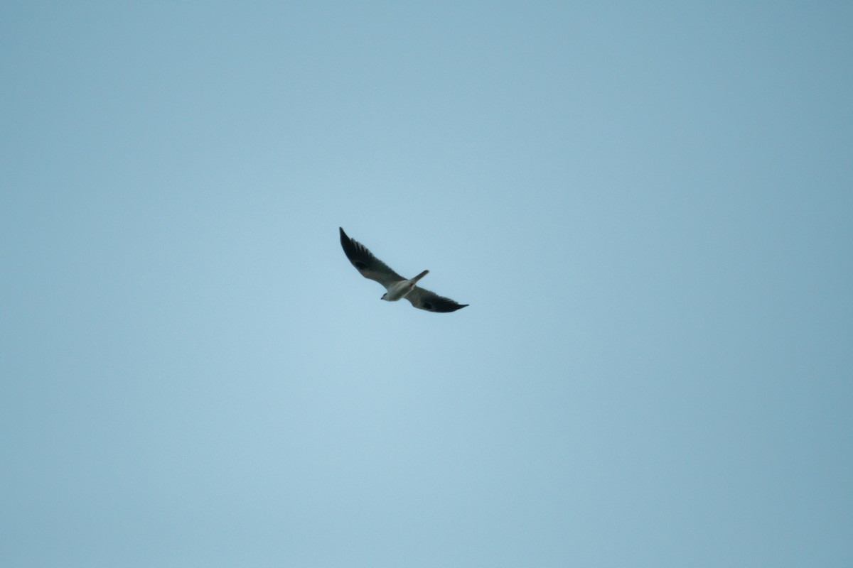 White-tailed Kite - Charles Thomas