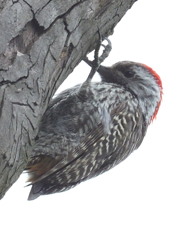 Cardinal Woodpecker - ML406179761