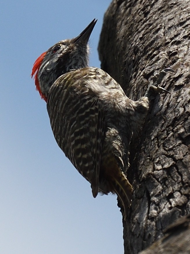 Cardinal Woodpecker - ML406179771