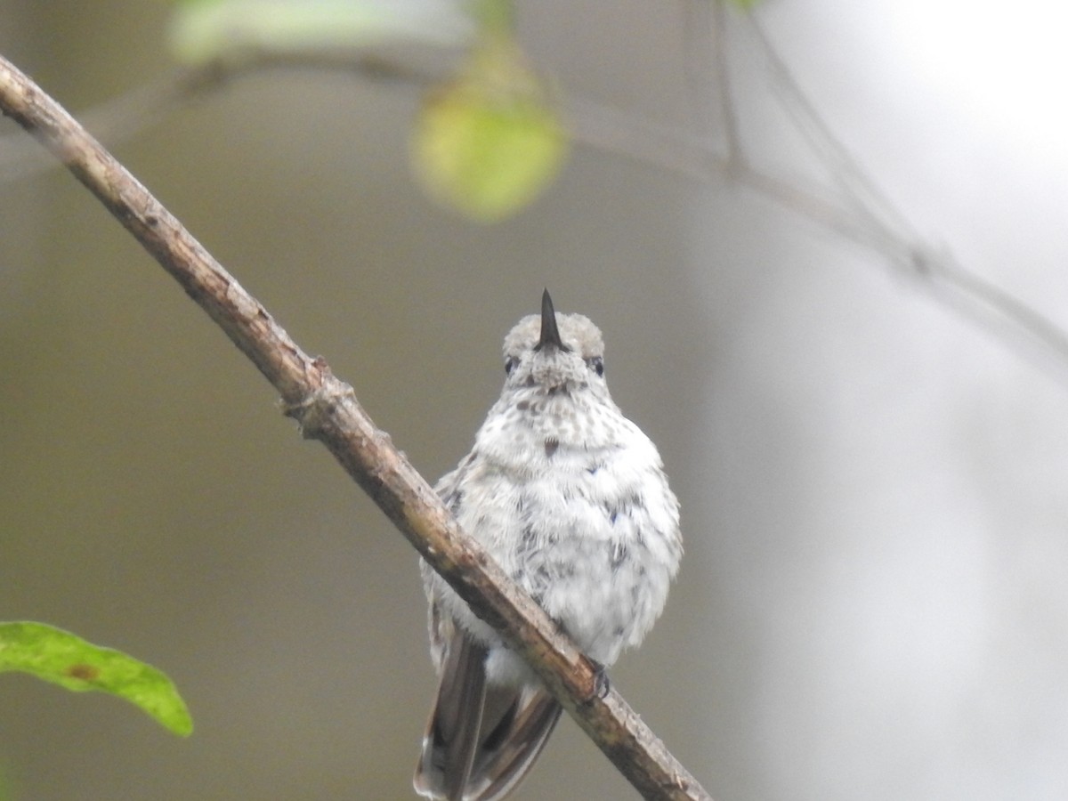 Calliope Hummingbird - ML406181981