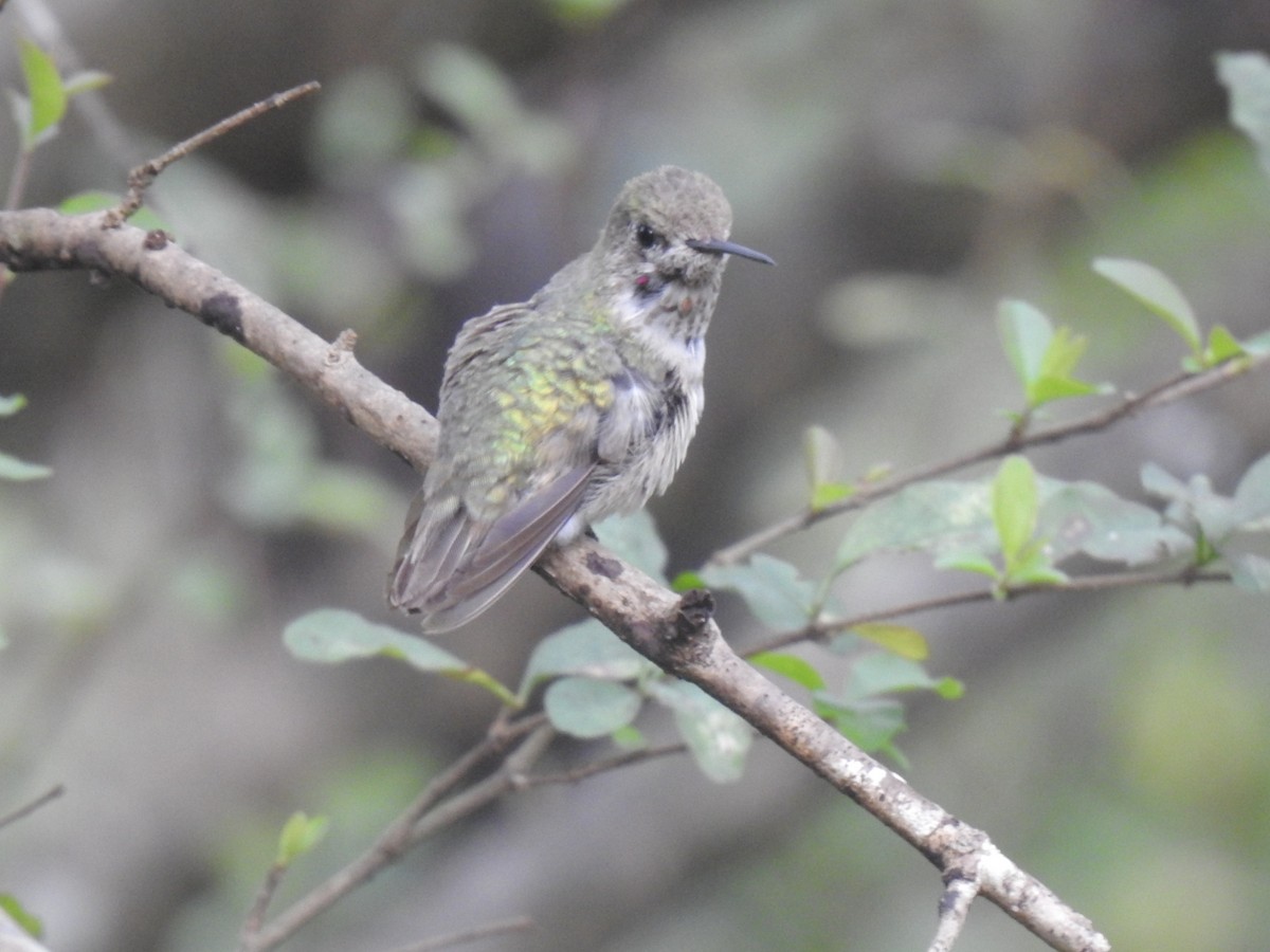 Calliope Hummingbird - ML406182411
