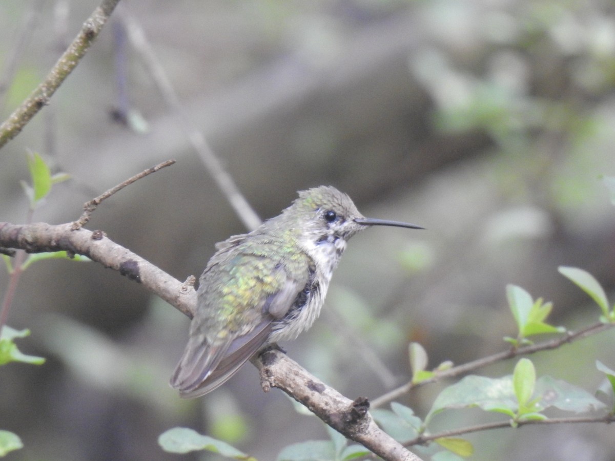 Calliope Hummingbird - ML406182571