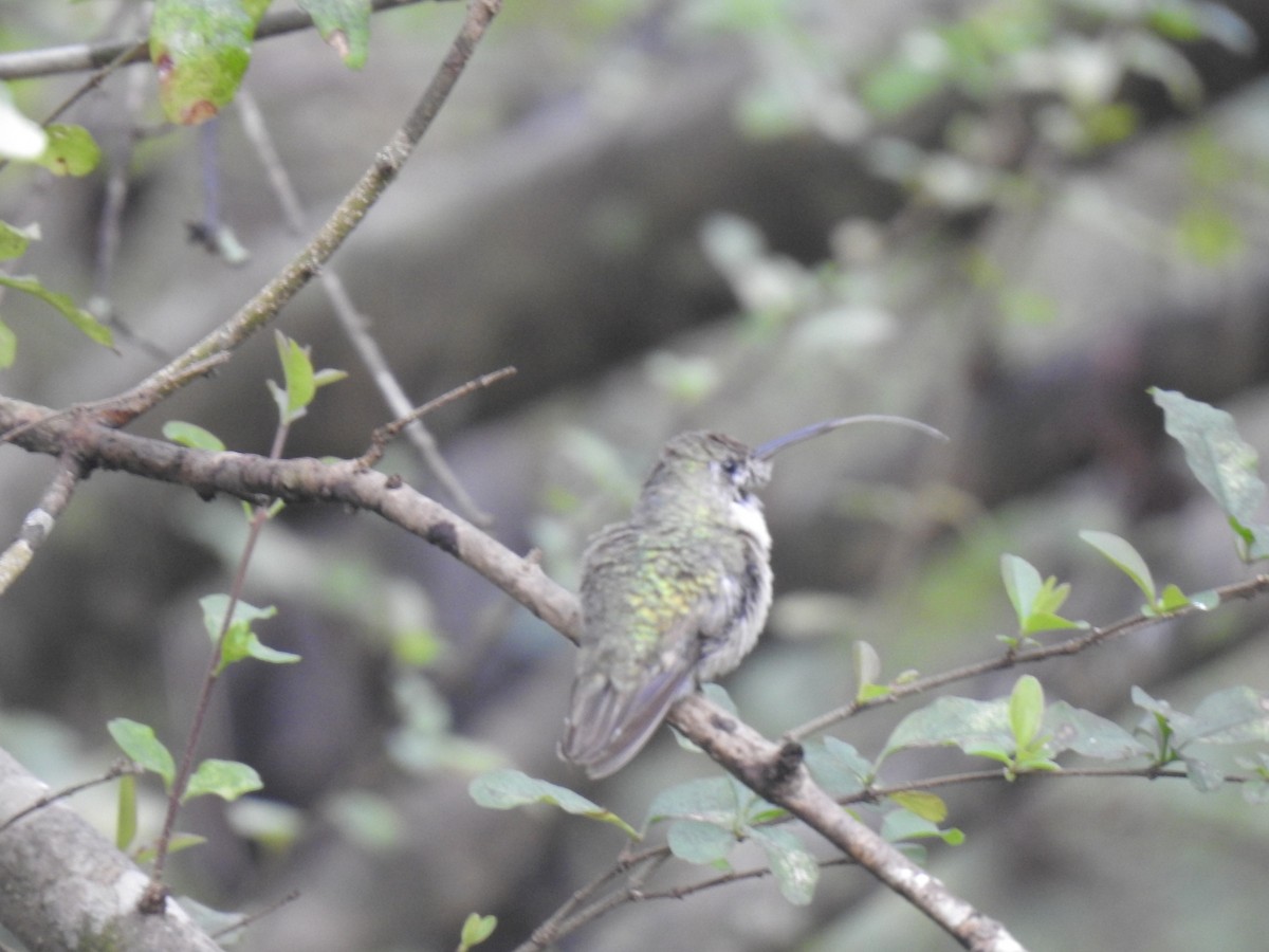 Calliope Hummingbird - ML406182591