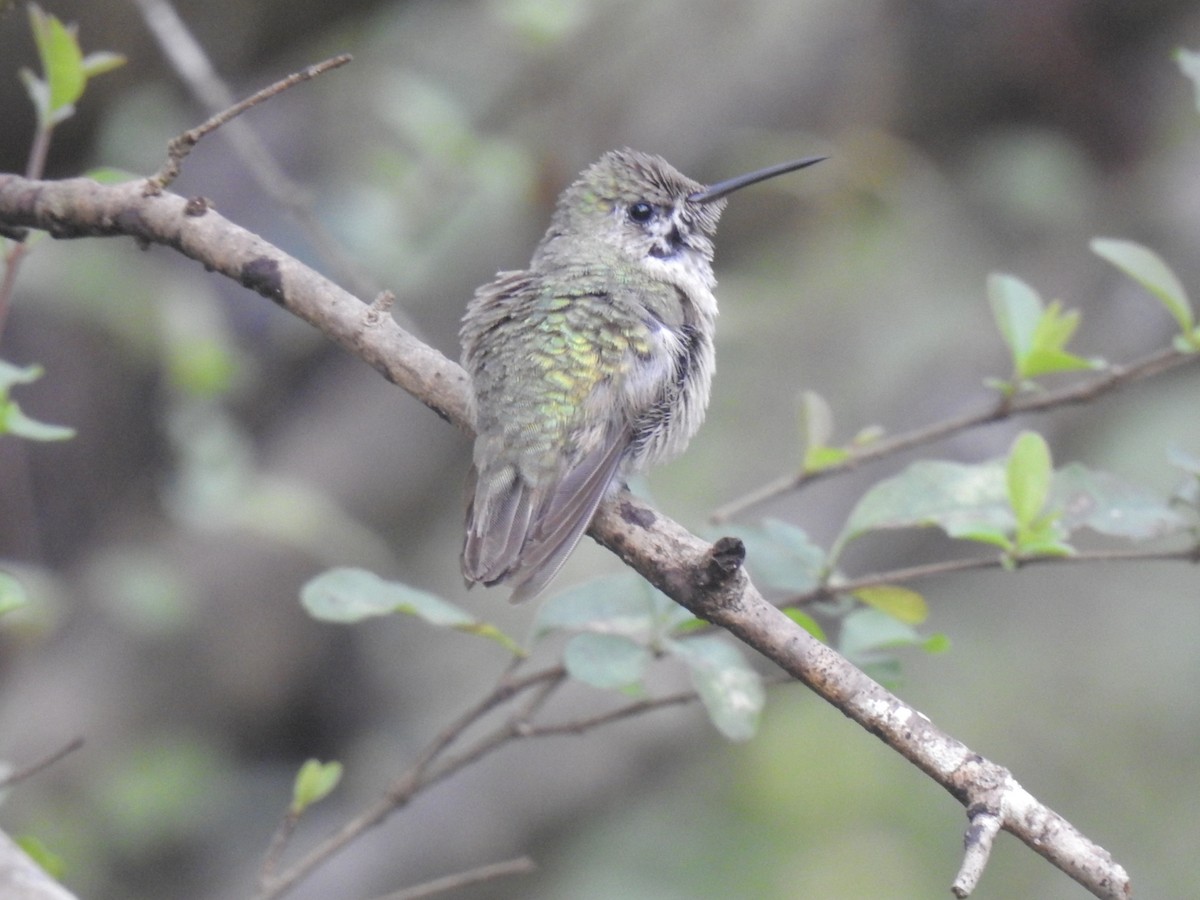 Calliope Hummingbird - ML406182701