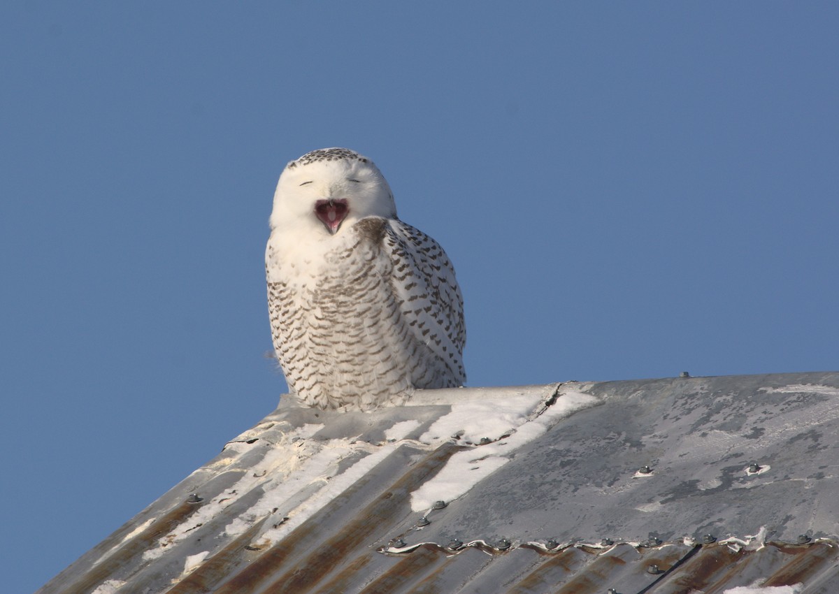 Snowy Owl - Robin Besançon