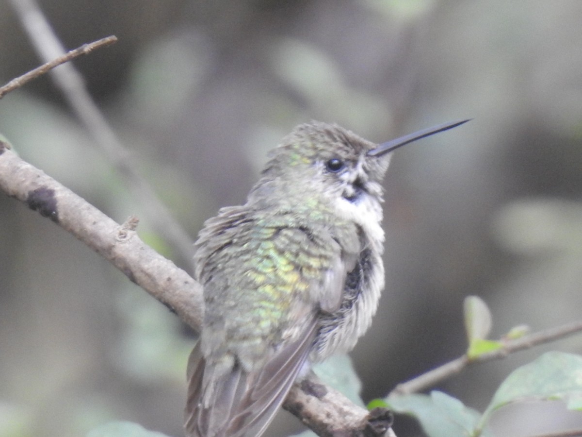 Calliope Hummingbird - ML406182851
