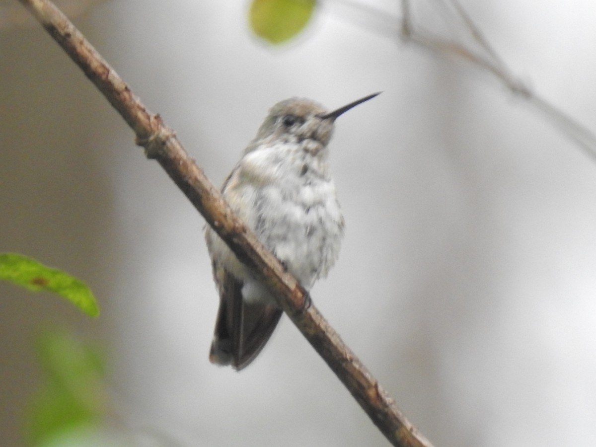 Calliope Hummingbird - ML406182891