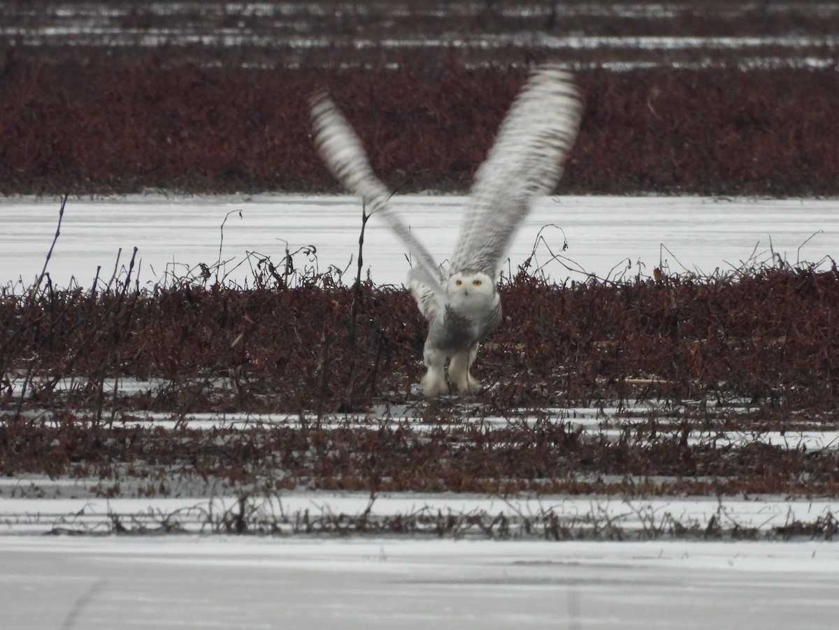 Snowy Owl - ML406188641