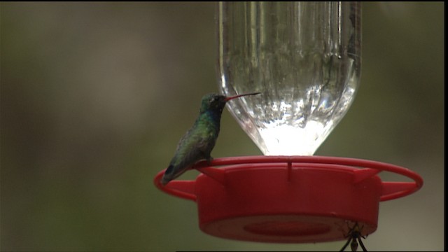 Broad-billed Hummingbird - ML406189