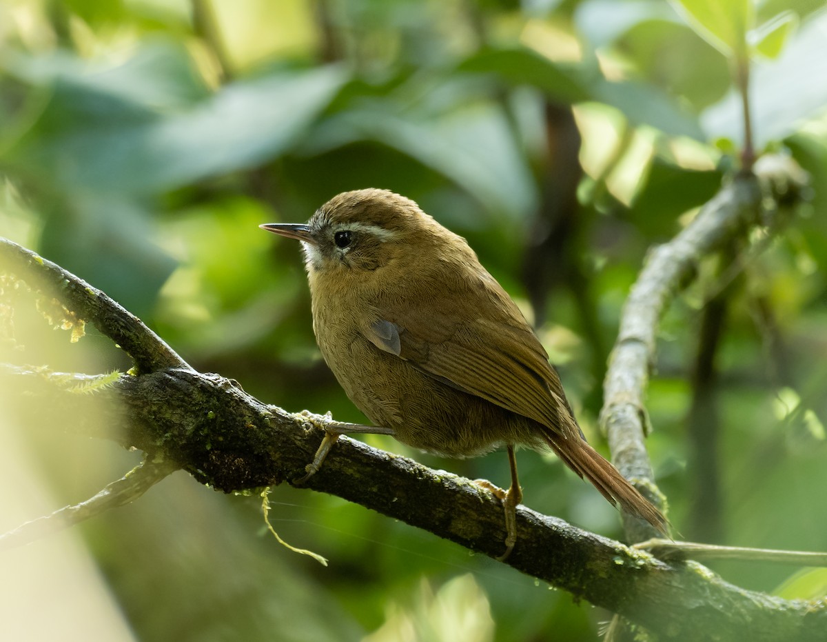 White-browed Spinetail - ML406190061